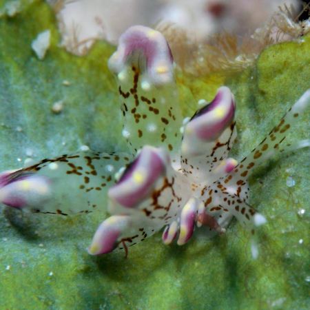 The Three P Beach Resort & Dive Center Agnay Экстерьер фото