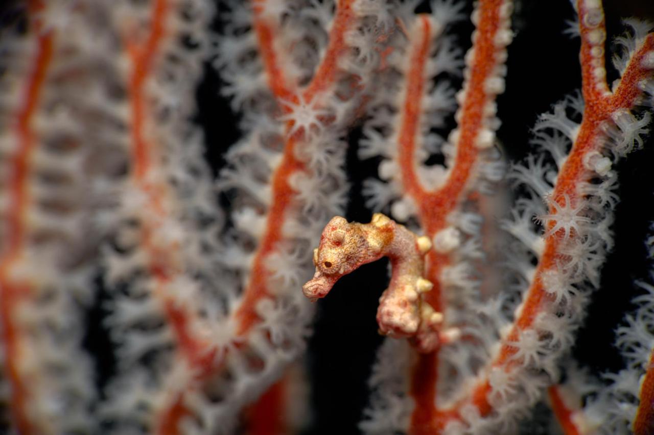 The Three P Beach Resort & Dive Center Agnay Экстерьер фото