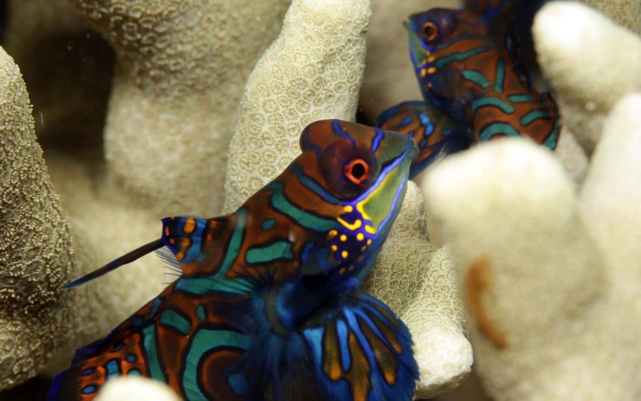The Three P Beach Resort & Dive Center Agnay Экстерьер фото
