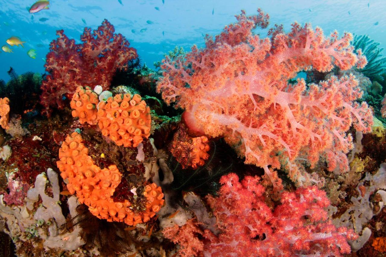 The Three P Beach Resort & Dive Center Agnay Экстерьер фото