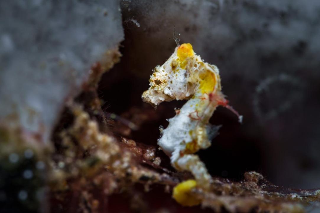 The Three P Beach Resort & Dive Center Agnay Экстерьер фото