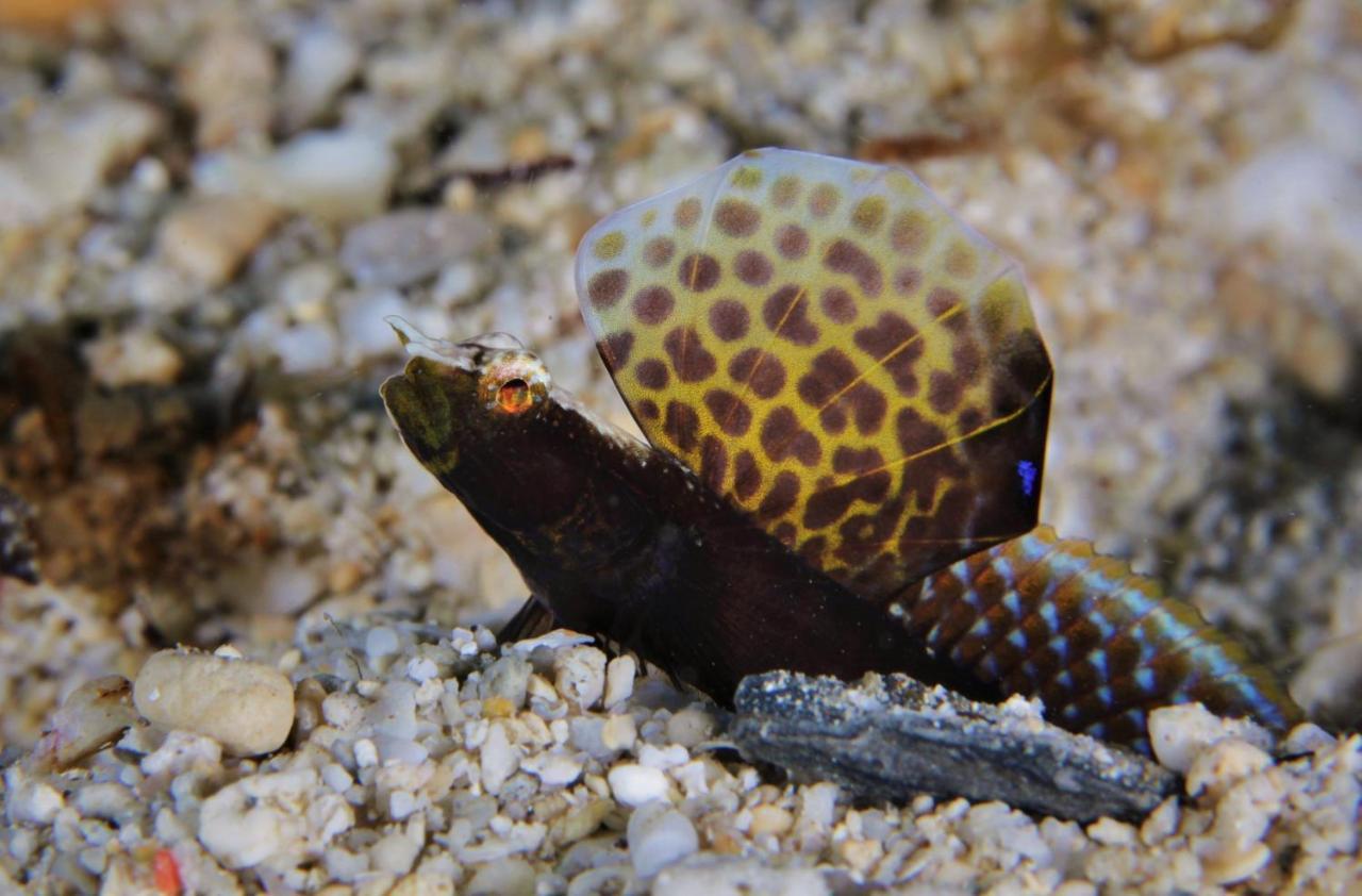 The Three P Beach Resort & Dive Center Agnay Экстерьер фото