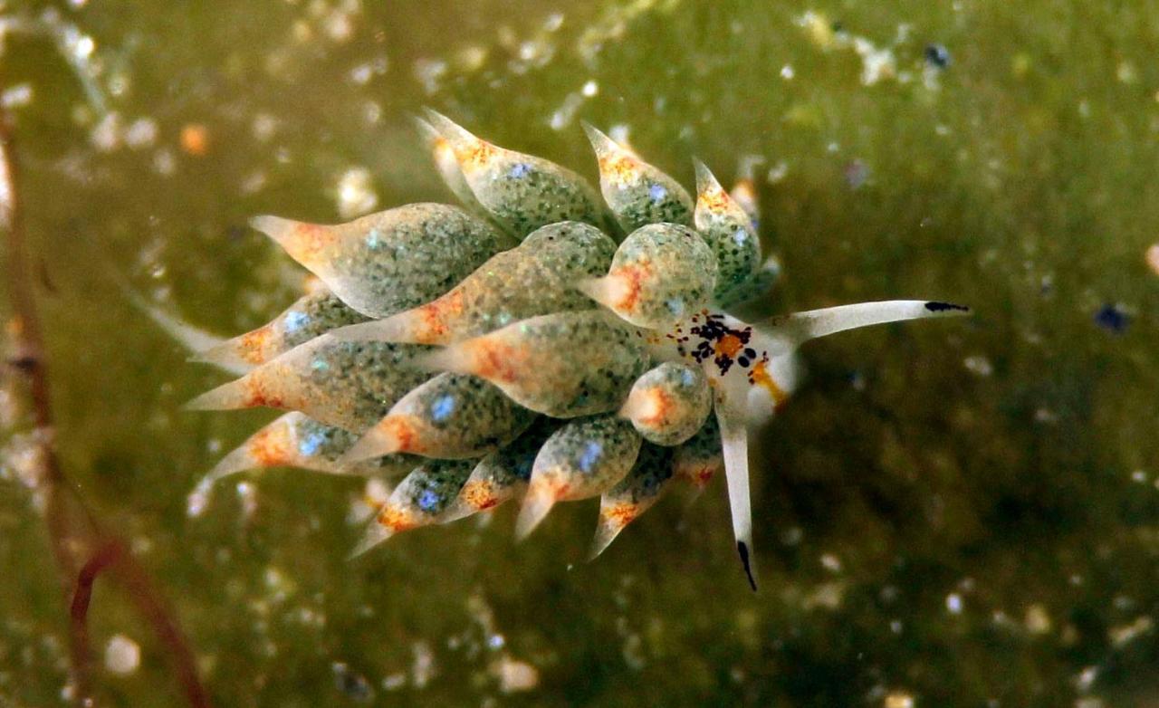 The Three P Beach Resort & Dive Center Agnay Экстерьер фото